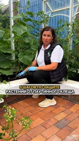 5 ШАГОВ как защитить растения от паутинного клеща!