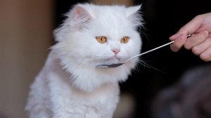 Детская песня про котенка