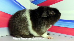#Продаю #морскаясвинка Ланселот #американскийтедди 89215950848 #куплю