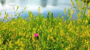 Сегодня последний день июня! Хорошего Вам дня и тёплого лета!Лесной городок Ленинск-Кузнецкий