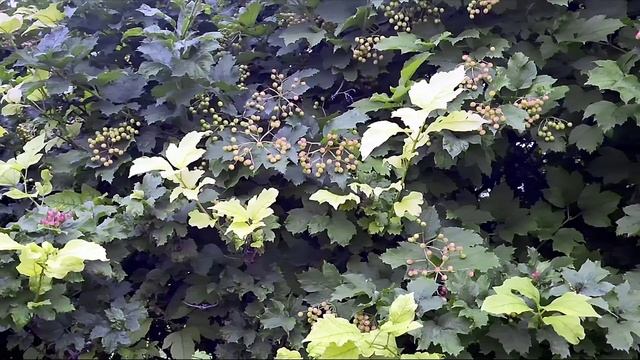 Оренбург Прогулка ДКС «Газовик» церковь Серафима Саровского Видео Виктор Поживин