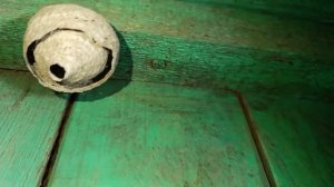 Осиное гнездо ч.1 Wasp Nest part 1