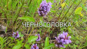 Черноголовка обыкновенная, совсем не обыкновенная.