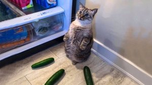 СМЕШНЫЕ КОТЫ 2025 ЛУЧШИЕ ПРИКОЛЫ С КОТАМИ, КОШКИ, КОТИКИ, СОБАЧКИ, СМЕШНОЕ ВИДЕО