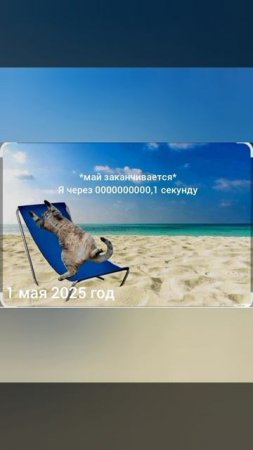 мемы с моим котом Барсиком