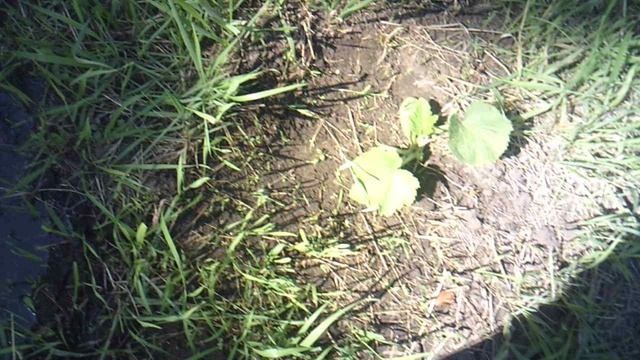 Кабачок №4 - сорта "Цукеша". Он был сломан дождём, но не погиб а продолжил рост