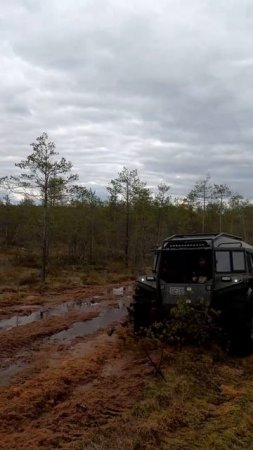 Вездеходы на ковровом болоте