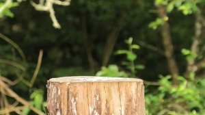 Танго на пеньке: птичий балет