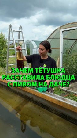 Зачем тётушка расставила блюдца с пивом на даче