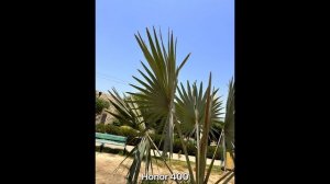 Honor 400 Vs Honor 200 - сравнение камер в реальной жизни