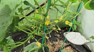 2 ложки средства, и огурцов🥒 будет тысяча, завязи не пожелтеют и не опадут