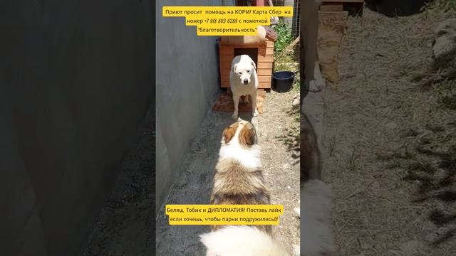 НАС100=99хвостиков+1человек!