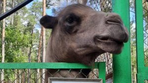 ЖИЛ БЫЛ ГОРБАТЫЙ МЫСЛЯЩИЙ .. ВЕРБЛЮД и .. НЕ ТОЛЬКО