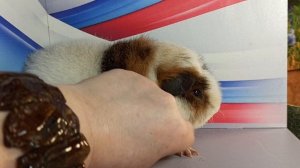 #не_продаю Золтан 4, 5 мес, вес 1, 1 кг #американскийтедди #морскаясвинка