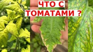 Сохнут и желтеют листья у томатов🍅. Есть 3 проблемы:недостаток магния, калия и железа