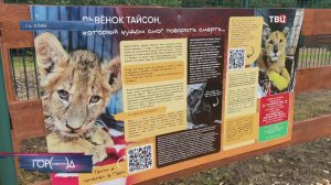 Подмосковный парк-приют для диких животных "Земля прайда" переехал / Город новостей на ТВЦ