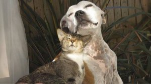 Котики правят миром! 😹