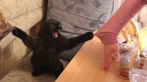 Приколы с котами! Смешные коты - Самые смешные животные С ОЗВУЧКОЙ! Ржака!!