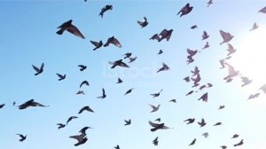 птицы в небе