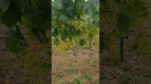 последствия майских заморозков.Обзорная экскурсия по винограднику