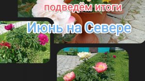 жизнь на Крайнем Севере/жаркий июнь/мои цветы