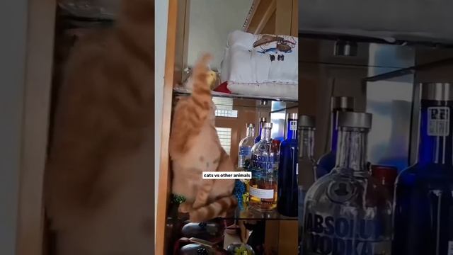 Коты и попугаи