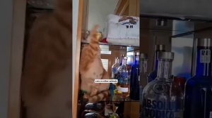 Коты и попугаи