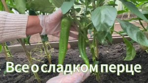Поговорим о сладком перце! Формирование, полив, подкормки