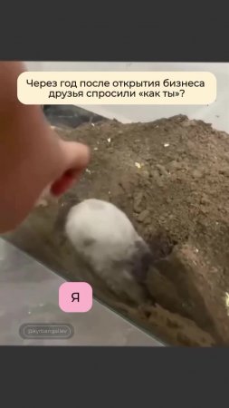 Морская свинка роется в земле