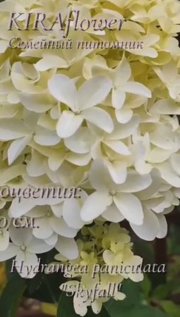 Гортензия Скайфол - это вдохновение, воплощенное в форме цветка.