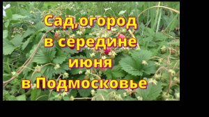 Сад огород, середина июня в Подмосковье