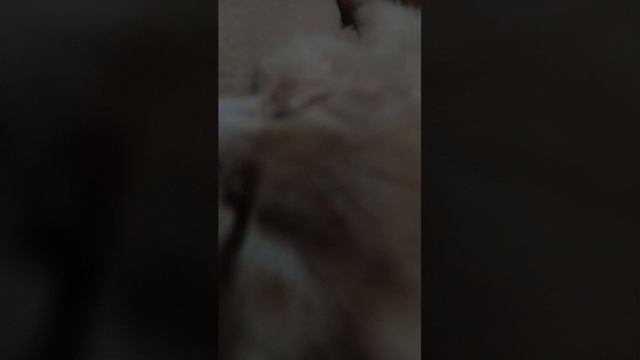 кот опять стримит