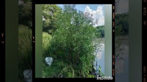 лето в Новомосковске