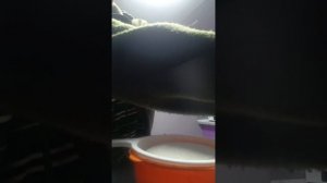 Домашний сыр из козьего молока
