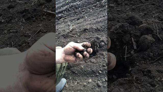 ВЕСЕННЯЯ КУЛЬТИВАЦИЯ!!