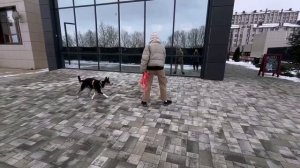 Фрагмент урока из курса "Чем заняться с собакой на улице?" (2)