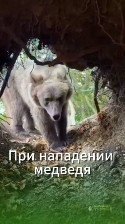 Как избежать страшной смерти в когтях медведя?