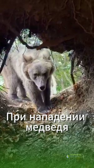 Как избежать страшной смерти в когтях медведя?