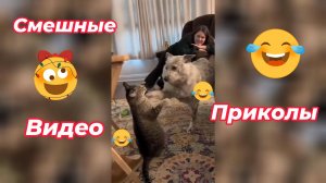 Самые смешные видео приколы