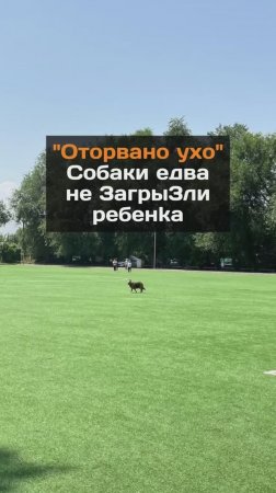 Собаки едва не загрызли ребенка