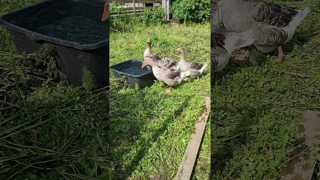 Гуси проверяют воду в баке. Гусëнок демонстрирует лидерство