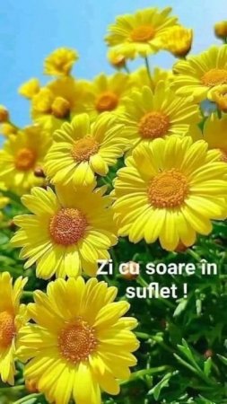 UN FRUMOS RĂSĂRIT DE SOARE O FLOARE, UN GÎND BUN LA FIECARE, CU DRAG DIN PARTE MEA, BUNĂ DIMINEAȚA!