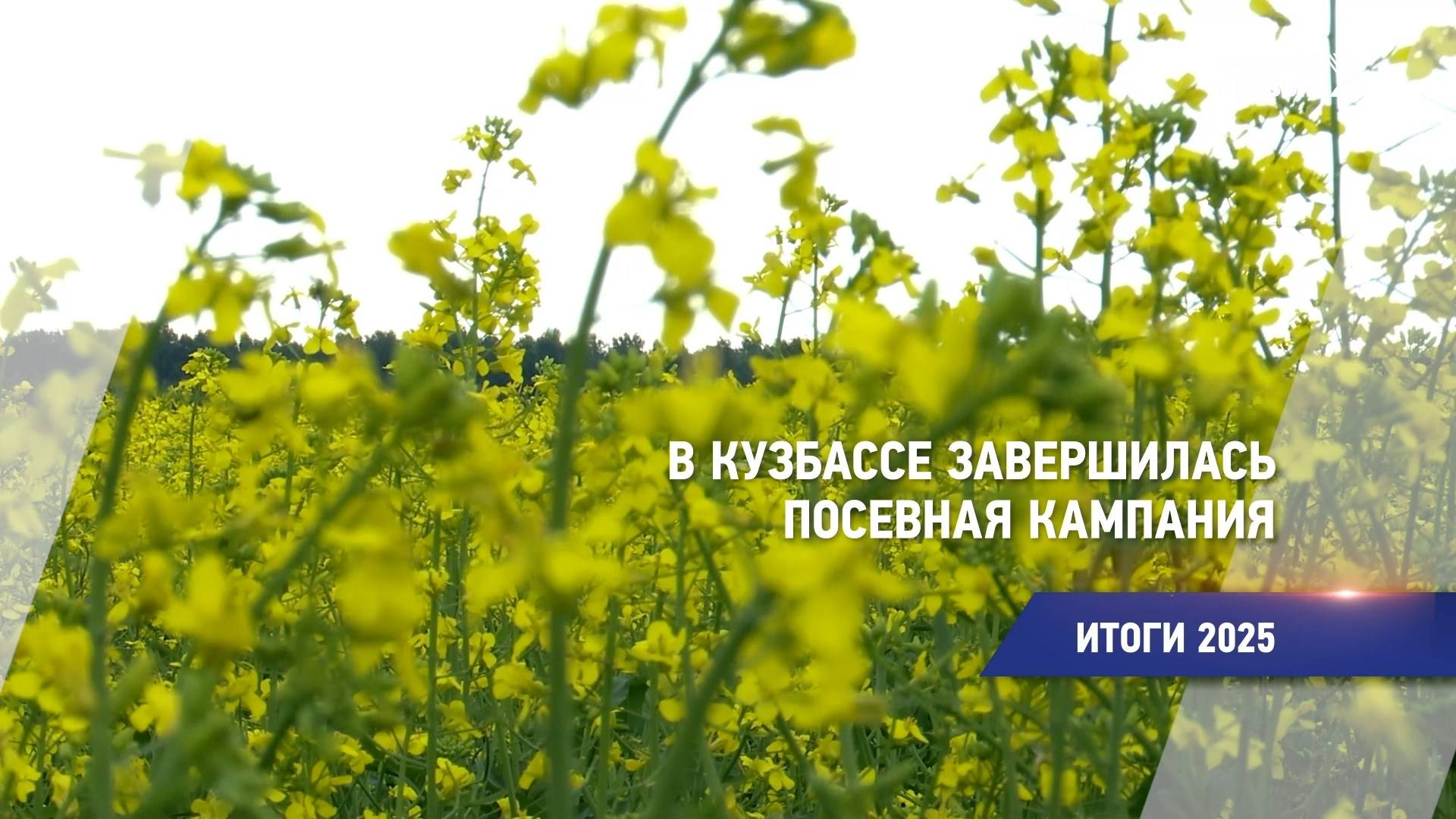 В Кузбассе завершилась посевная кампания