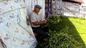 Веники вяжем сами