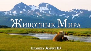 Животные Мира HD - Живописный Фильм о Дикой природе с успокаивающей Музыкой
