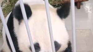 🐼 Панда Диндин начинает день со вкусного зеленого завтрака.