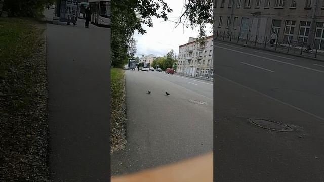 Autobus