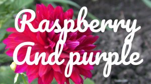 Raspberry and purple