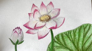 Рисунок лотоса с использованием карандашей silverhof aquarell