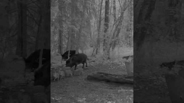 🐗 Семейство диких поросят — в объективе Смоленского Поозерья